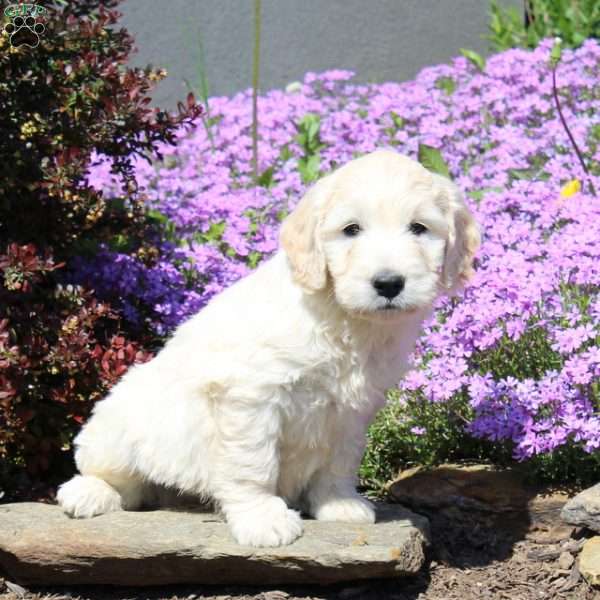 Ralph, Goldendoodle Puppy